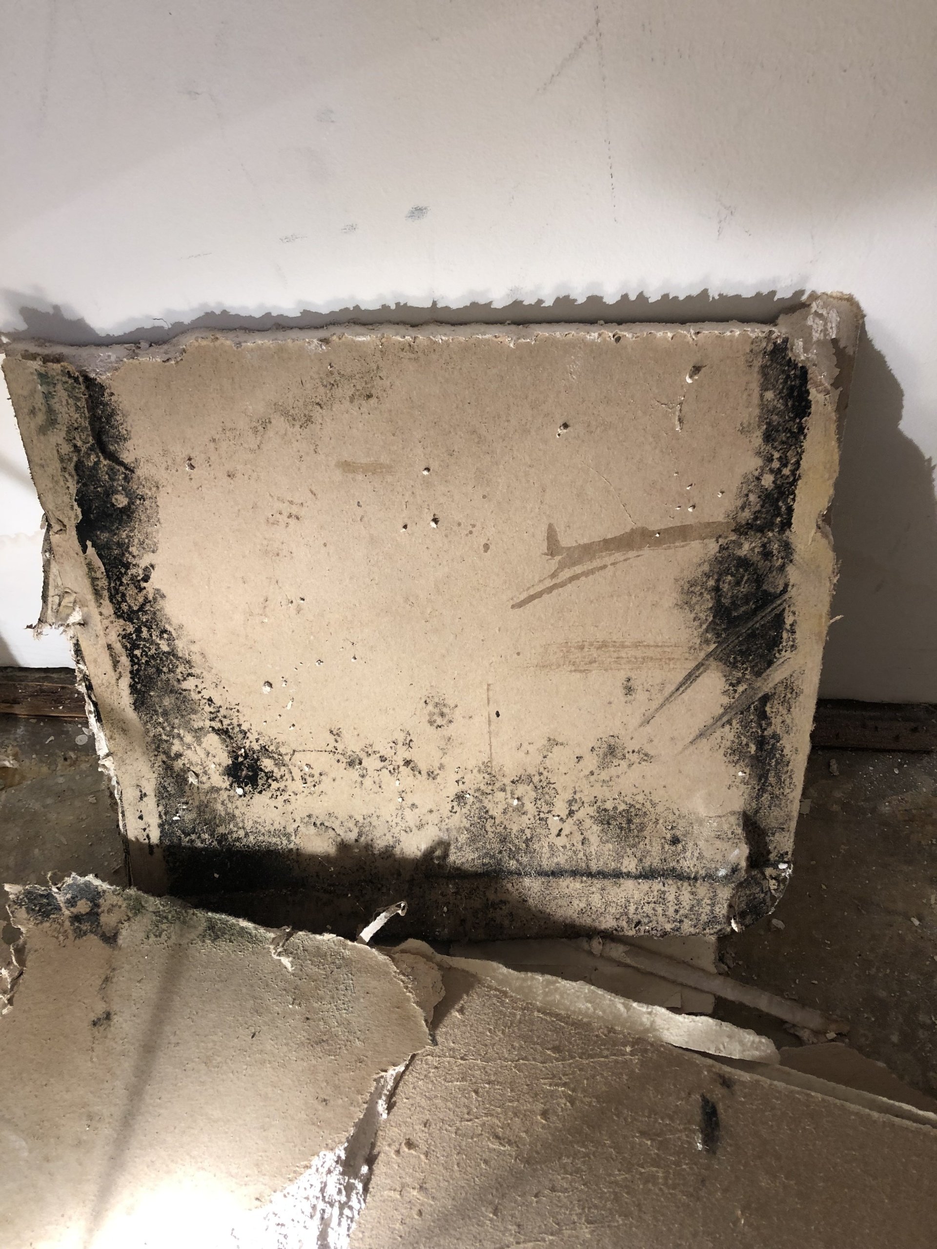 How Can I Find Out if I Have Mold in My Walls?