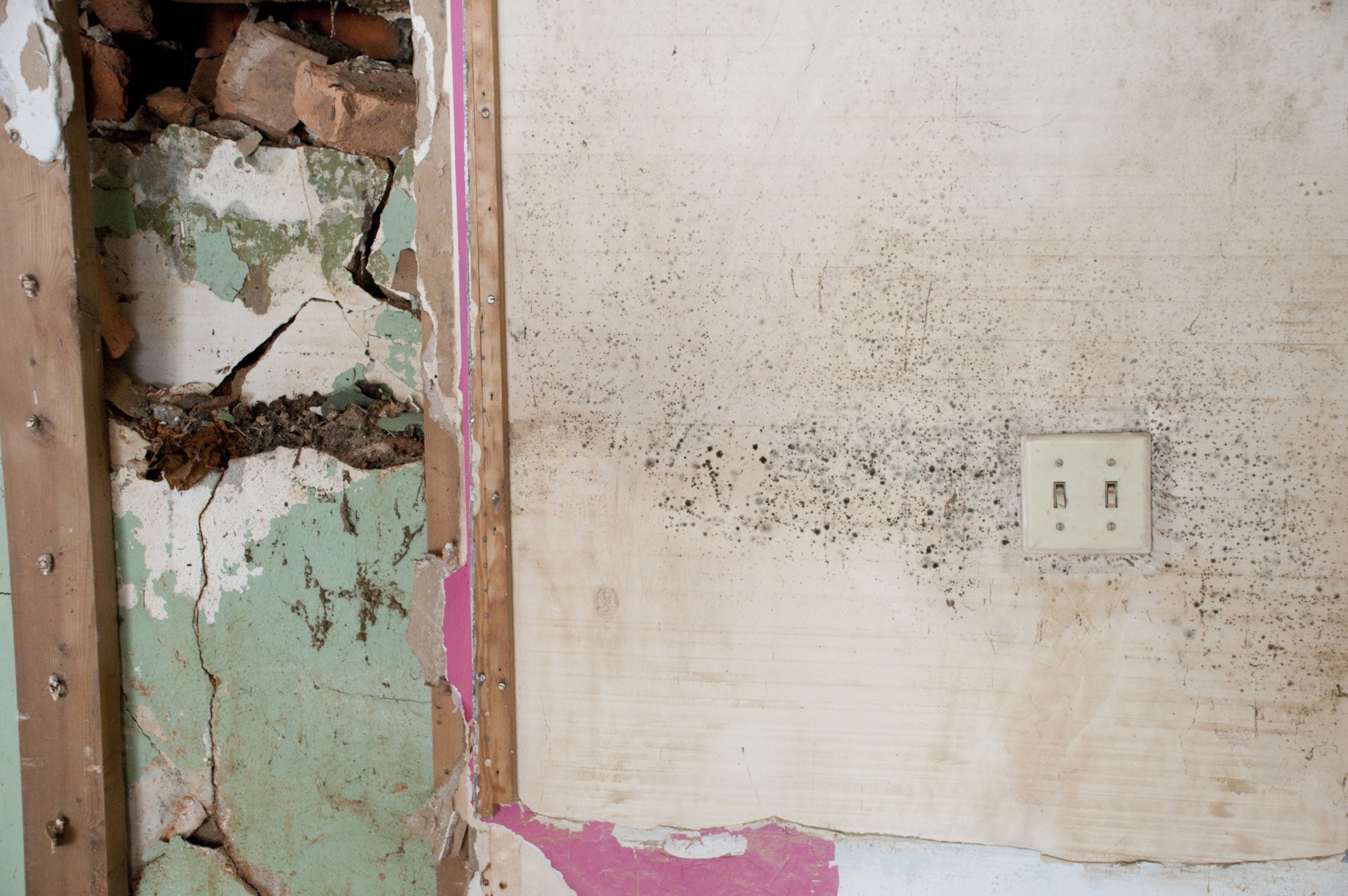 Mold Growth and Mold Remediation in Los Angeles