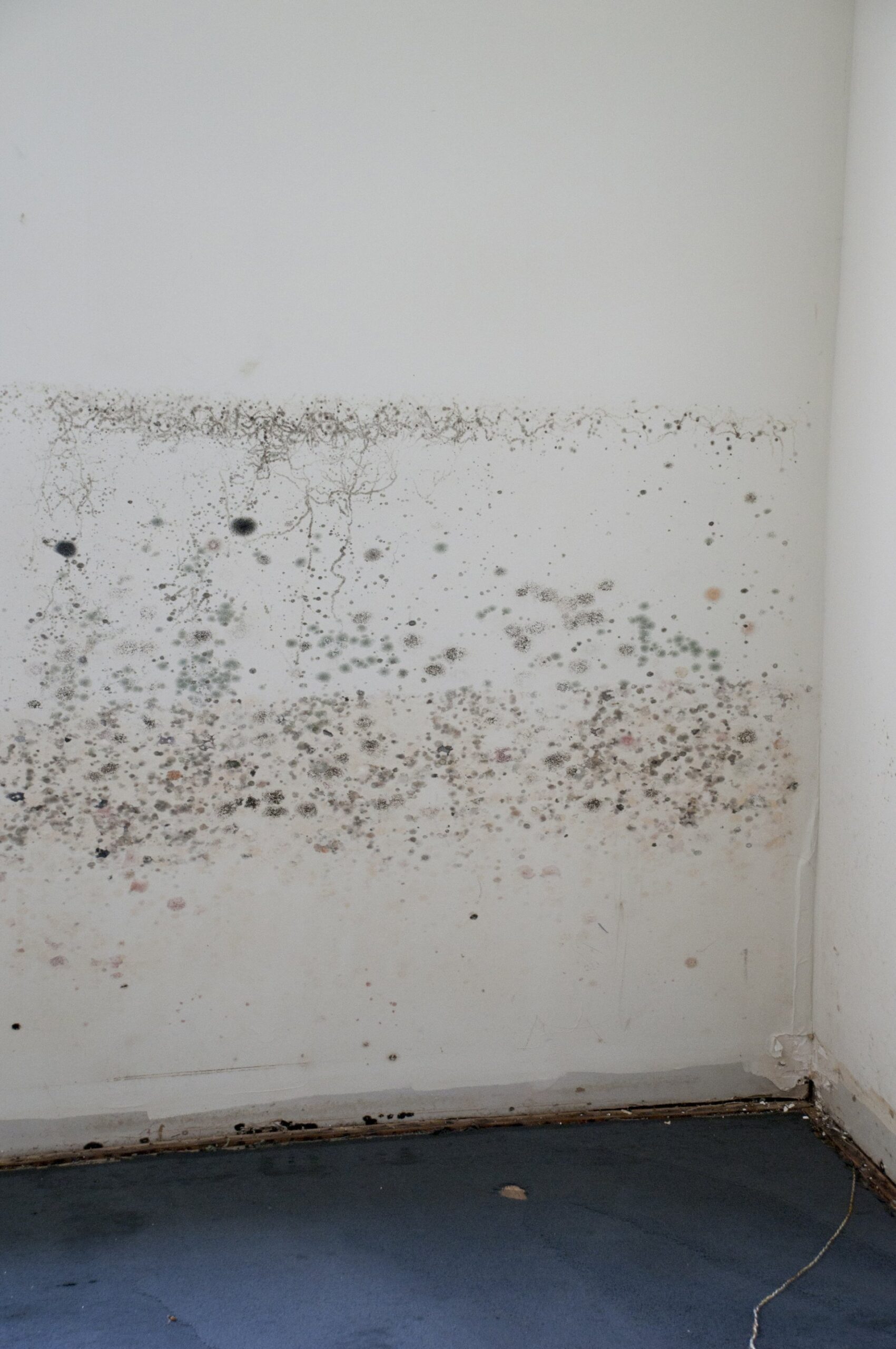 How Can I Prevent Mold Growth in My Los Angeles Home?