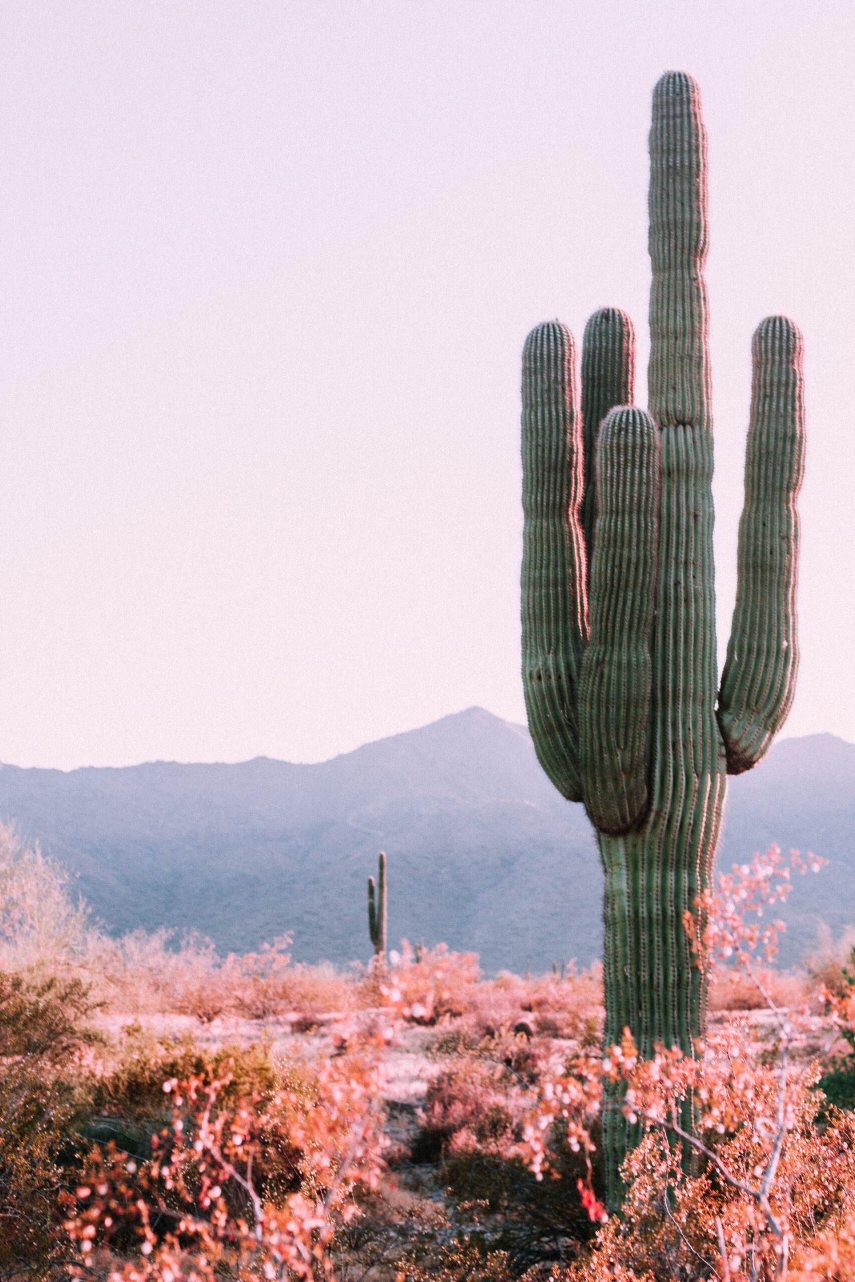 Two Workers Die of Sewer Gas Poisoning in Scottsdale, AZ