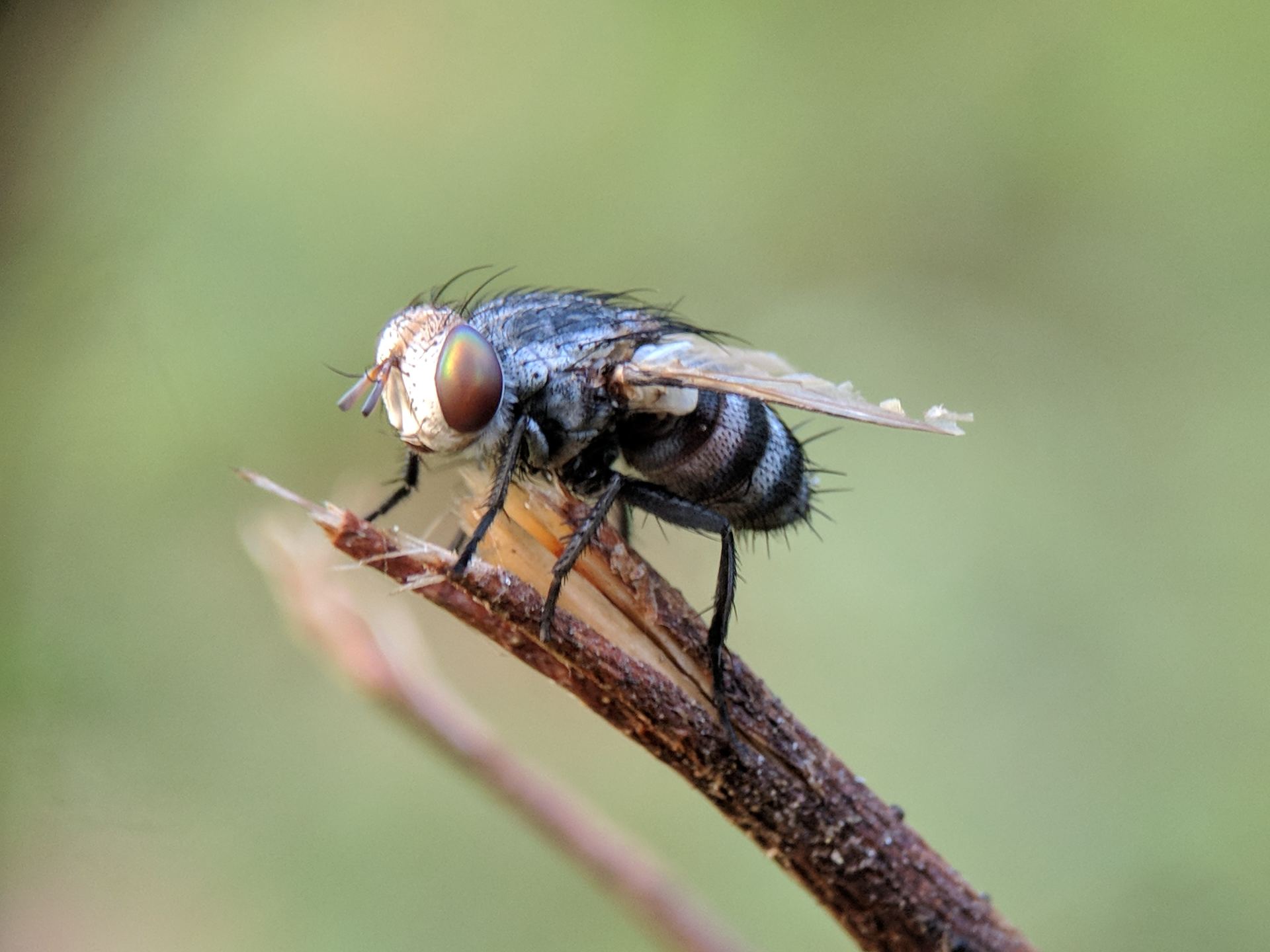 Van Nuys Plumber: How To Remove Drain Flies