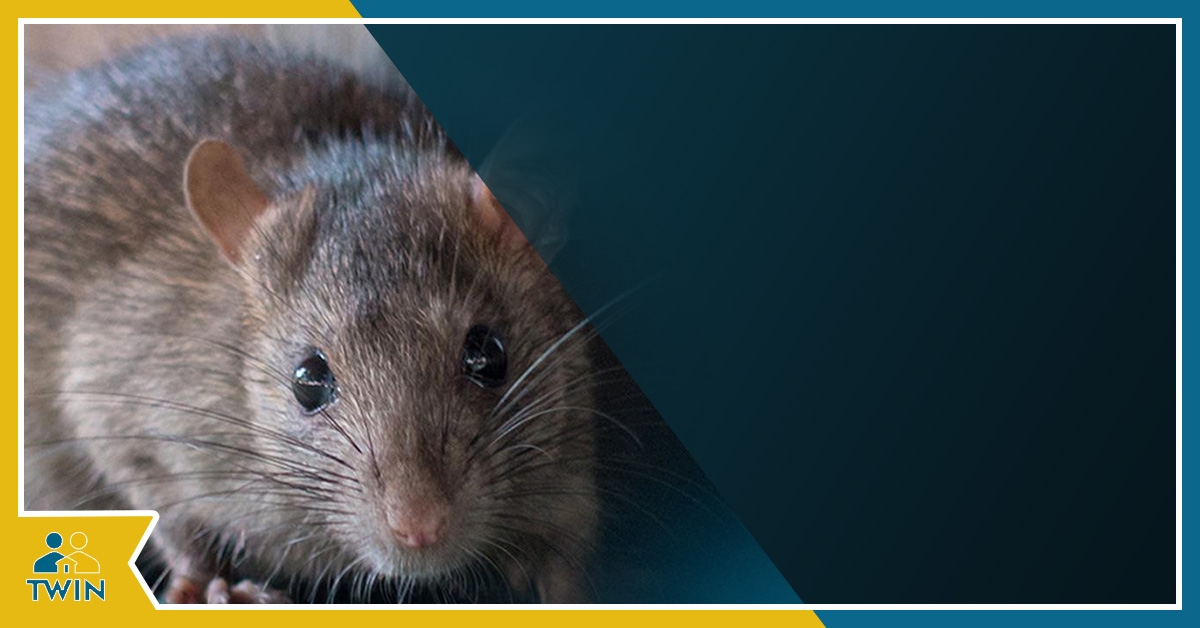 The 6 Best Rat Traps of 2023