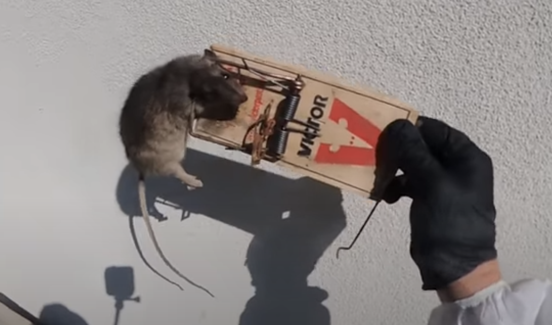 What's the best way to get rid of rats in your house?