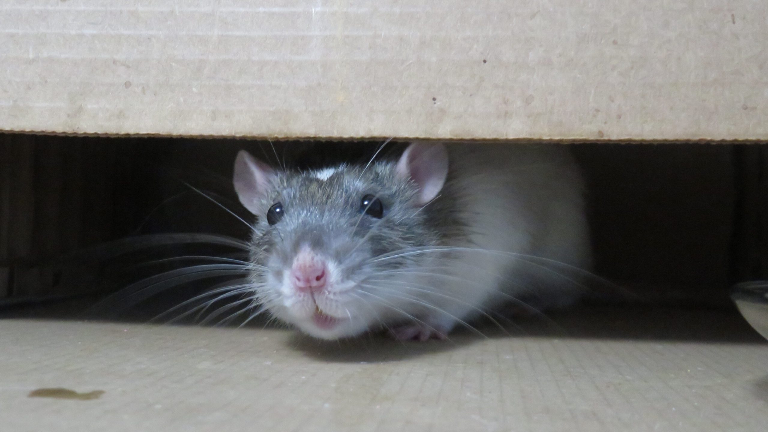 Trapping Rodents: A Beginner's Guide - Pestology