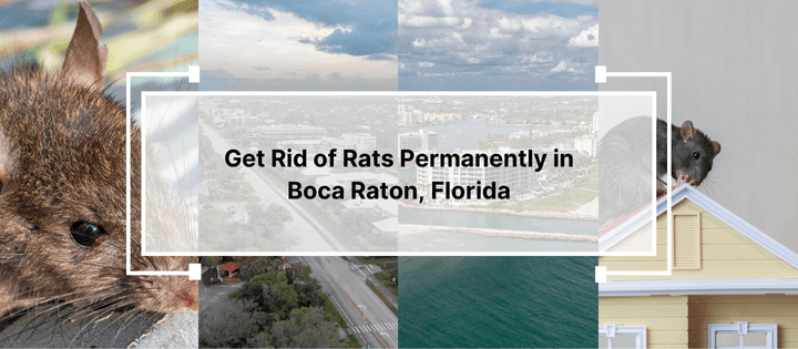 Get rid of rats showing rats and areas in boca raton